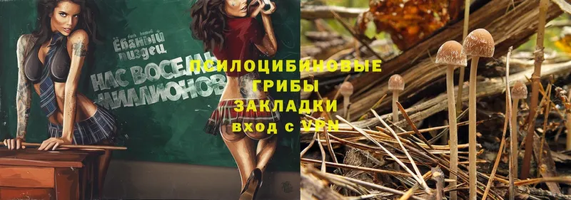 Галлюциногенные грибы Psilocybe  гидра зеркало  Туринск 